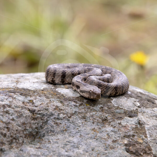 Ottoman viper warming up on a rock in Lesbos, Greece - Nature Stock Photo Agency