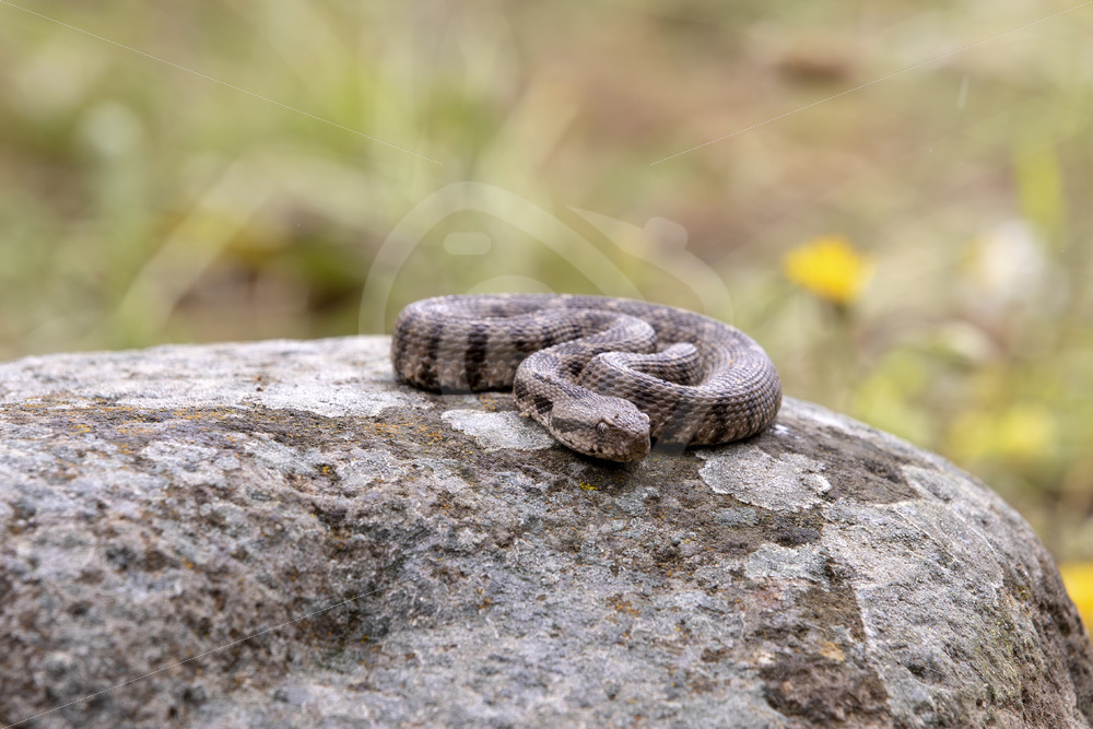 Ottoman viper warming up on a rock in Lesbos, Greece - Nature Stock Photo Agency