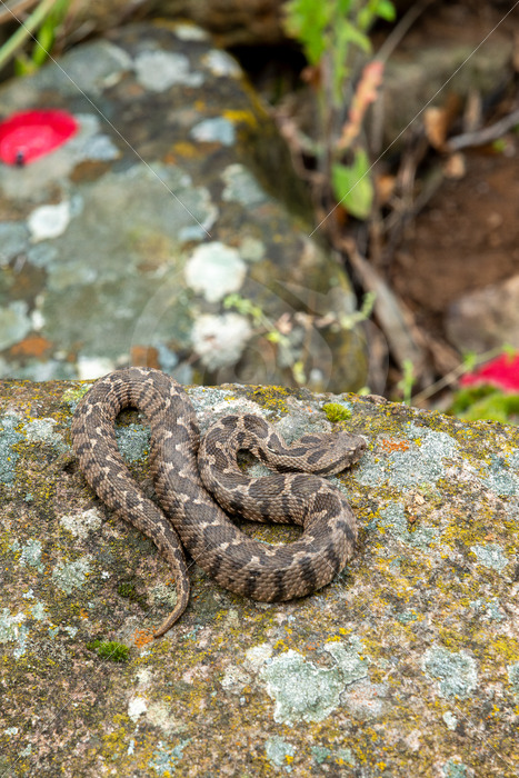 Ottoman viper warming up on a rock in Lesbos, Greece - Nature Stock Photo Agency