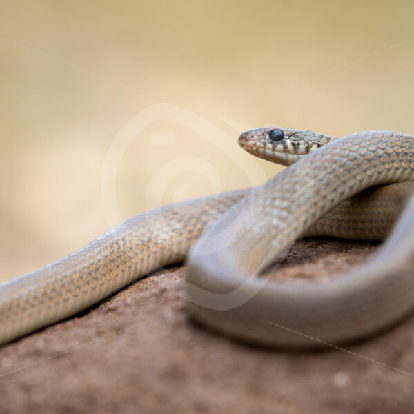 Pale Ring-Headed Dwarf Snake (Eirenis modestus) on the island of Lesvos, Greece - Nature Stock Photo Agency