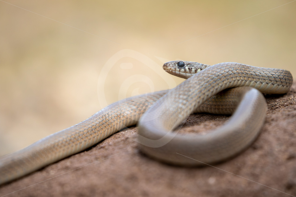 Pale Ring-Headed Dwarf Snake (Eirenis modestus) on the island of Lesvos, Greece - Nature Stock Photo Agency