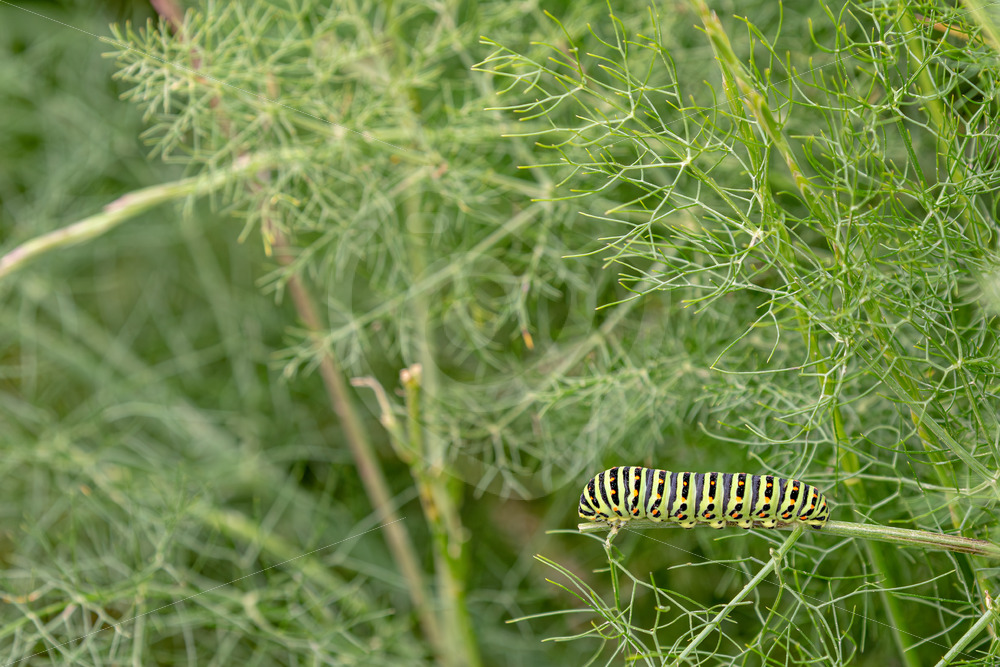 Papilio machaon caterpillar on a fennel, Lesvos, Greek Islands - Nature Stock Photo Agency