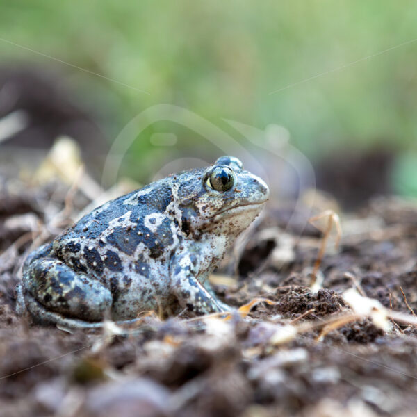 Portrait of a Syrian spadefoot (Pelobates syriacus) near Kalloni, Lesvos, Greece - Nature Stock Photo Agency