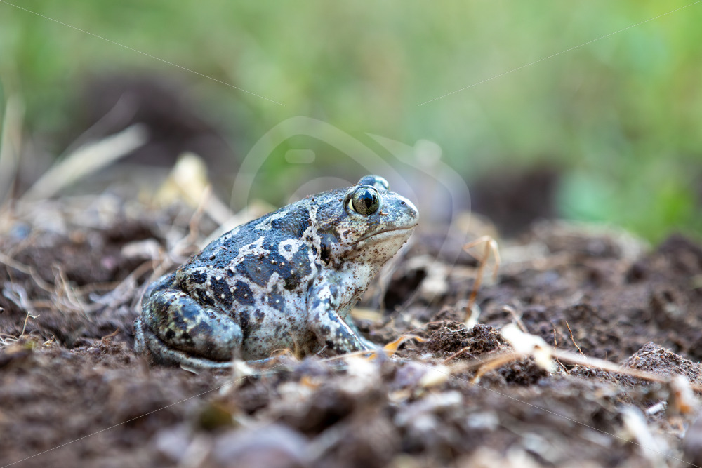 Portrait of a Syrian spadefoot (Pelobates syriacus) near Kalloni, Lesvos, Greece - Nature Stock Photo Agency