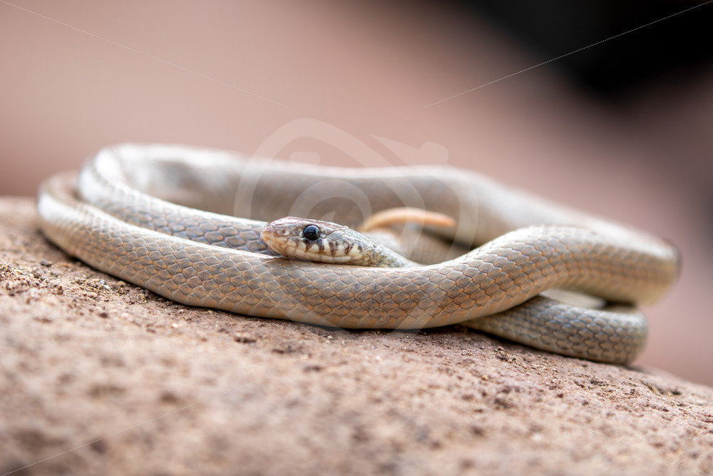 Ring-Headed Dwarf Snake (Eirenis modestus) in Lesvos, Greece - Nature Stock Photo Agency
