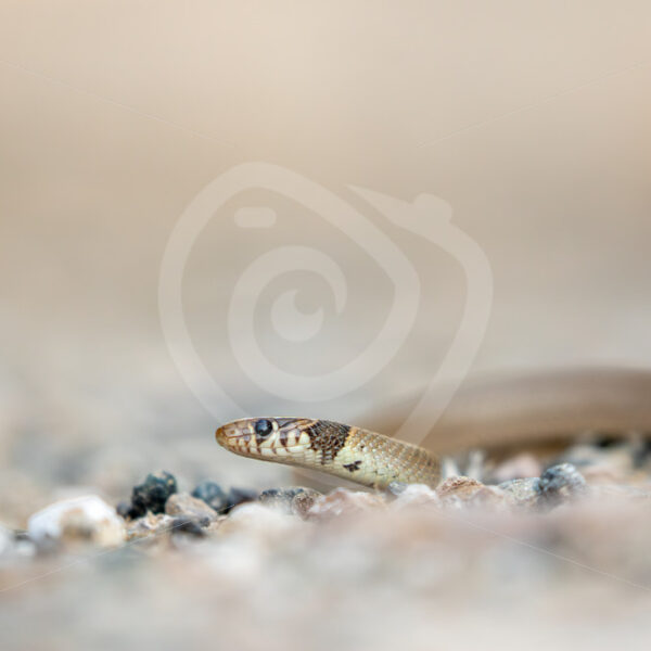 Ring-Headed Dwarf Snake (Eirenis modestus) on the island of Lesvos, Greece - Nature Stock Photo Agency