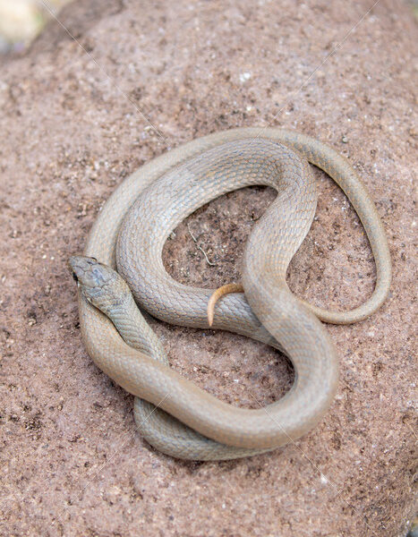 Ring-Headed Dwarf Snake from above on the island of Lesvos, Greece - Nature Stock Photo Agency