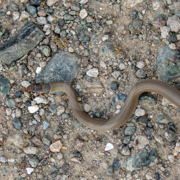 Ring-Headed Dwarf Snake on Lesvos Island, Greece - Nature Stock Photo Agency