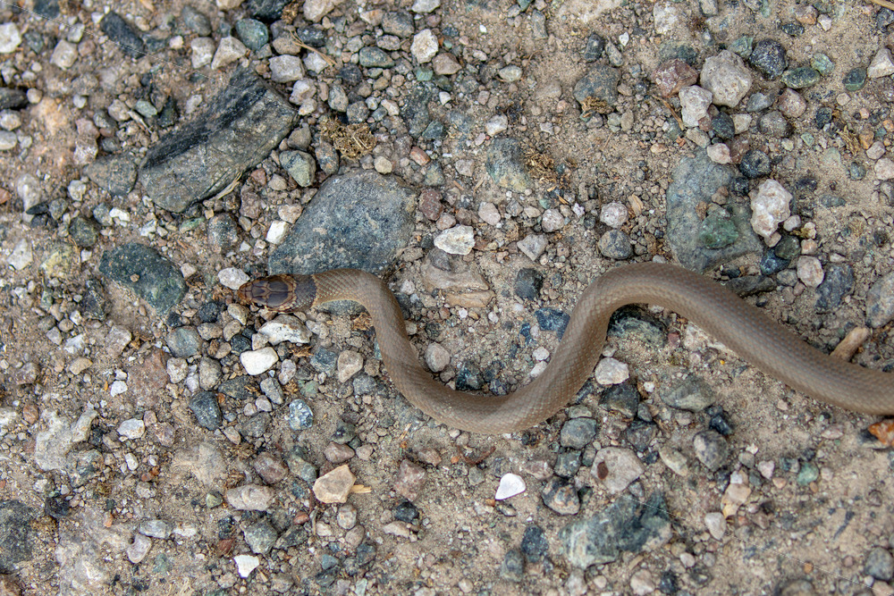 Ring-Headed Dwarf Snake on Lesvos Island, Greece - Nature Stock Photo Agency