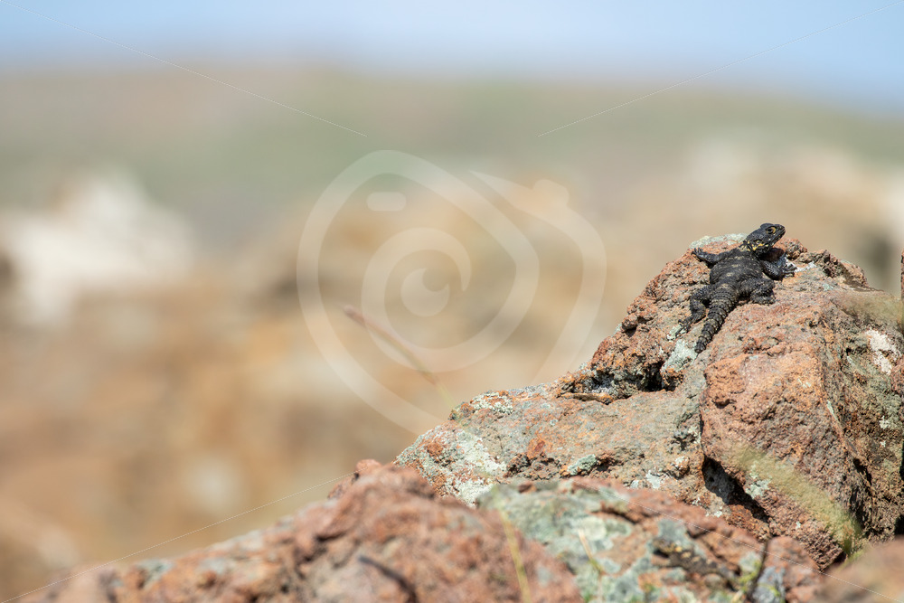 Roughtail rock agama (Laudakia stellio) on the highest rock in the field, Lesvos, Greece - Nature Stock Photo Agency