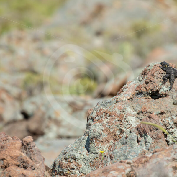 Roughtail rock agama (Laudakia stellio) on the highest rock in the field, The Greek Island of Lesvos, Greece - Nature Stock Photo Agency