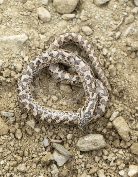 Sand boa seen from above, Lesvos, Greece - Nature Stock Photo Agency