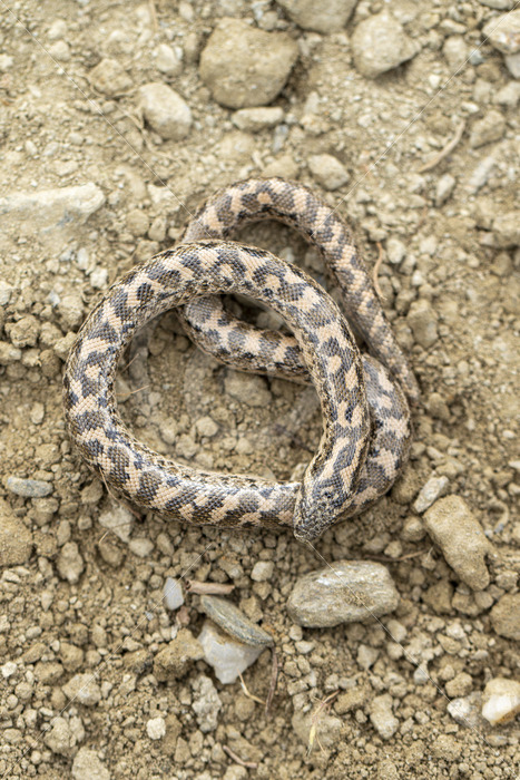 Sand boa seen from above, Lesvos, Greece - Nature Stock Photo Agency