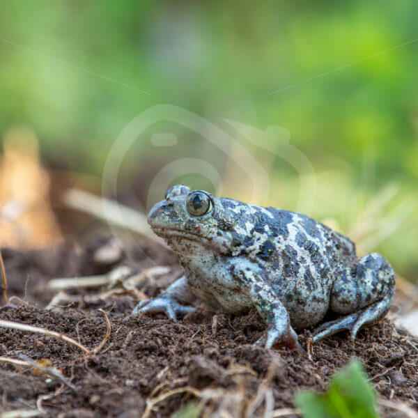 Syrian (eastern) spadefoot (Pelobates syriacus) Kalloni, Lesvos, Greece - Nature Stock Photo Agency
