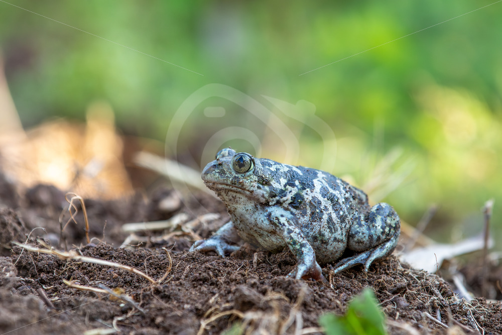 Syrian (eastern) spadefoot (Pelobates syriacus) Kalloni, Lesvos, Greece - Nature Stock Photo Agency