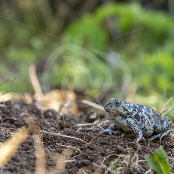 Syrian spadefoot (Pelobates syriacus) Kalloni, Lesvos, Greece - Nature Stock Photo Agency