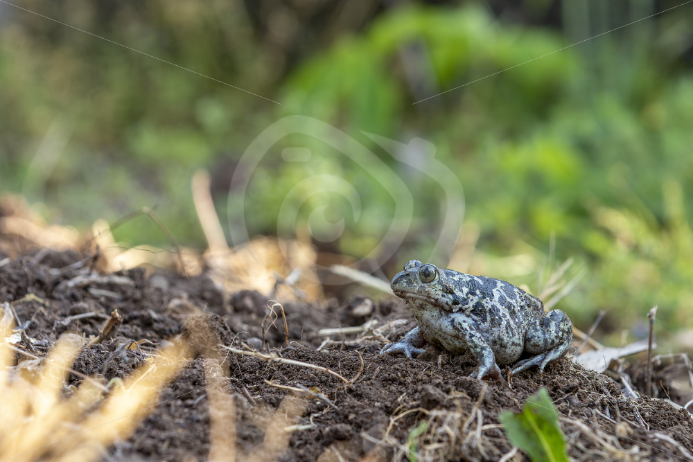 Syrian spadefoot (Pelobates syriacus) Kalloni, Lesvos, Greece - Nature Stock Photo Agency