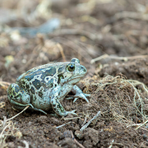 Syrian spadefoot (Pelobates syriacus) Lesvos, Greece - Nature Stock Photo Agency