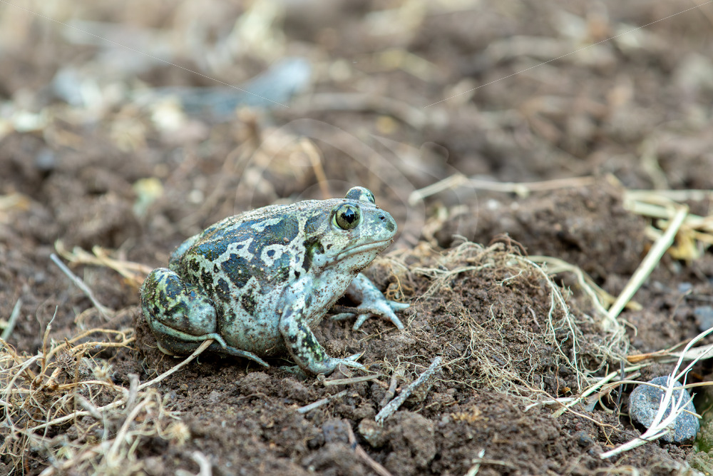 Syrian spadefoot (Pelobates syriacus) Lesvos, Greece - Nature Stock Photo Agency