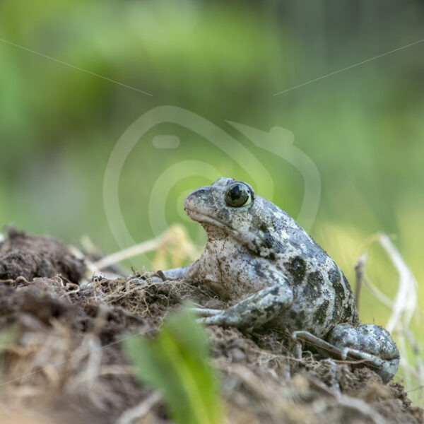 Syrian spadefoot (Pelobates syriacus) near Kalloni on the Greek Mediterranean islands of Lesvos, Greece - Nature Stock Photo Agency