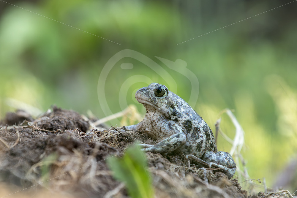 Syrian spadefoot (Pelobates syriacus) near Kalloni on the Greek Mediterranean islands of Lesvos, Greece - Nature Stock Photo Agency