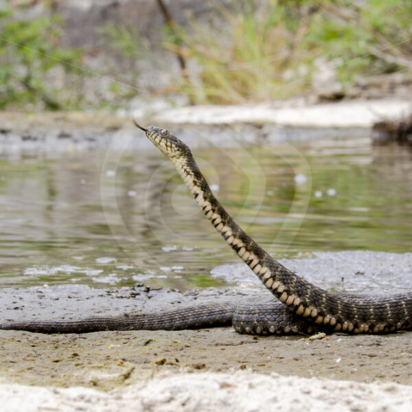 Tessellated Water Snake (Natrix tessellata) in protection mode in its habitat, Kalloni, Lesvos, Greece - Nature Stock Photo Agency