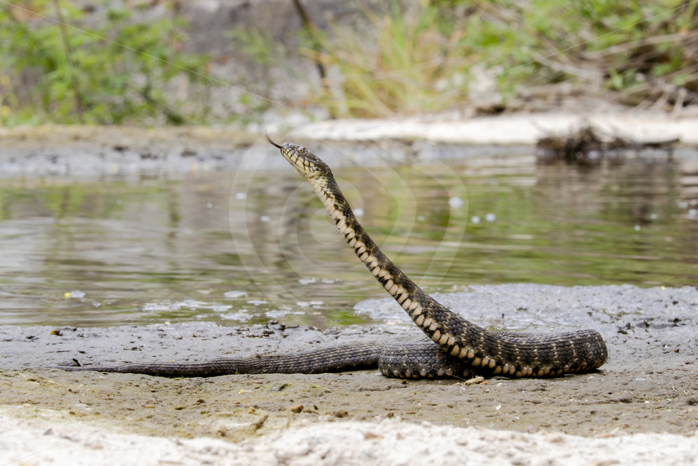 Tessellated Water Snake (Natrix tessellata) in protection mode in its habitat, Kalloni, Lesvos, Greece - Nature Stock Photo Agency