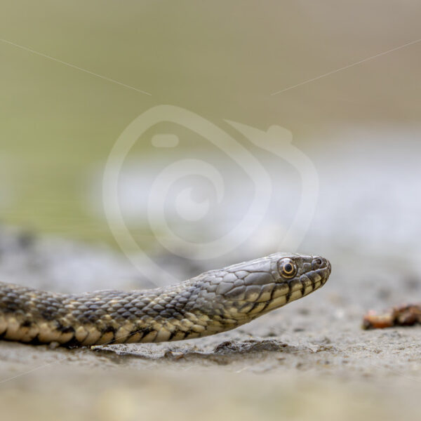 Tessellated Water Snake (Natrix tessellata) near Kalloni, Lesvos, Greece - Nature Stock Photo Agency