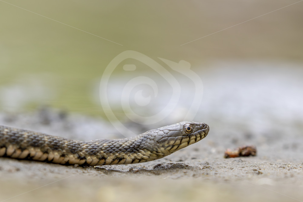 Tessellated Water Snake (Natrix tessellata) near Kalloni, Lesvos, Greece - Nature Stock Photo Agency
