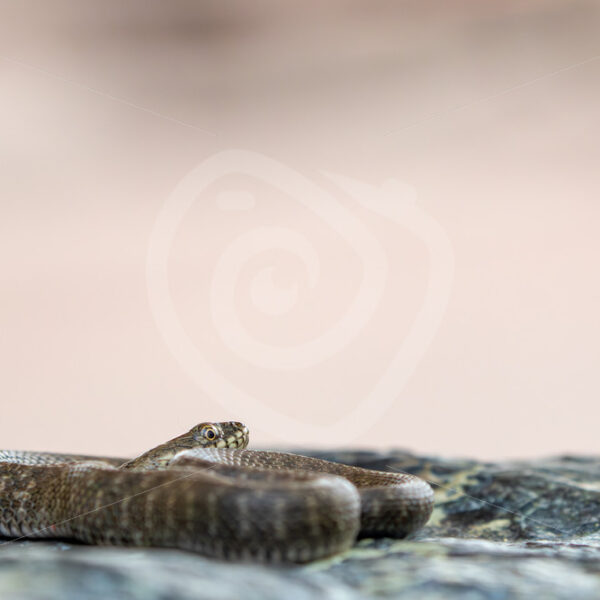 Tessellated Water Snake (Natrix tessellata) warming up on a rock, Kalloni, Lesvos, Greece - Nature Stock Photo Agency