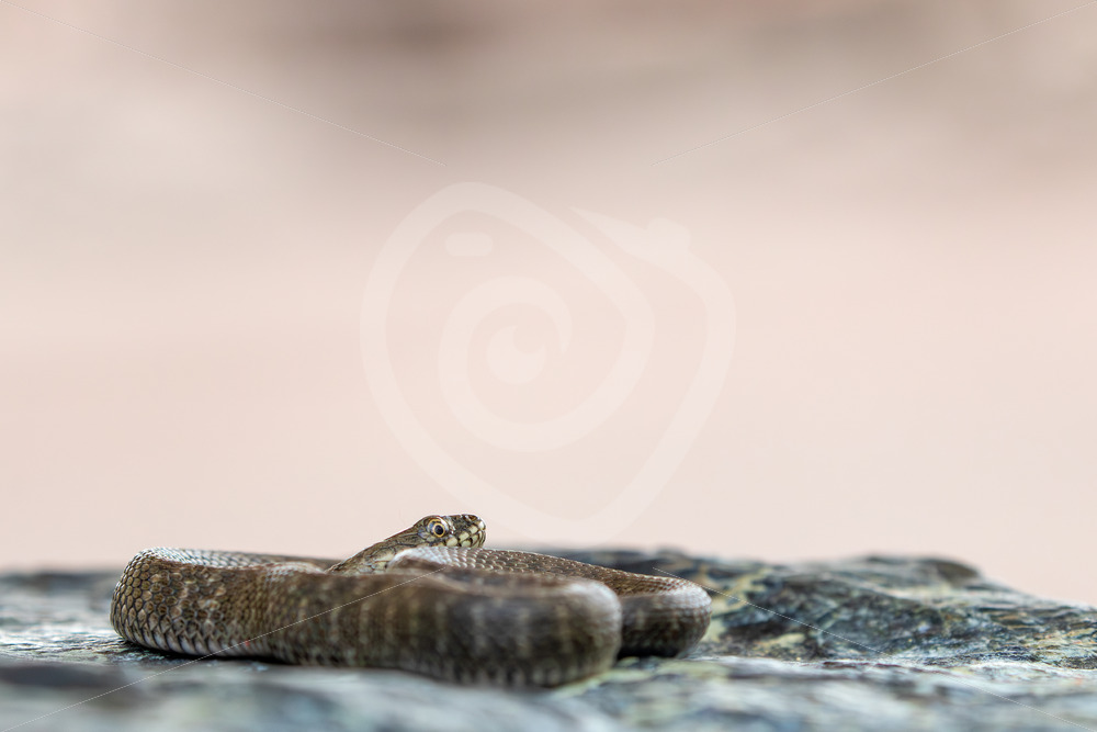 Tessellated Water Snake (Natrix tessellata) warming up on a rock, Kalloni, Lesvos, Greece - Nature Stock Photo Agency