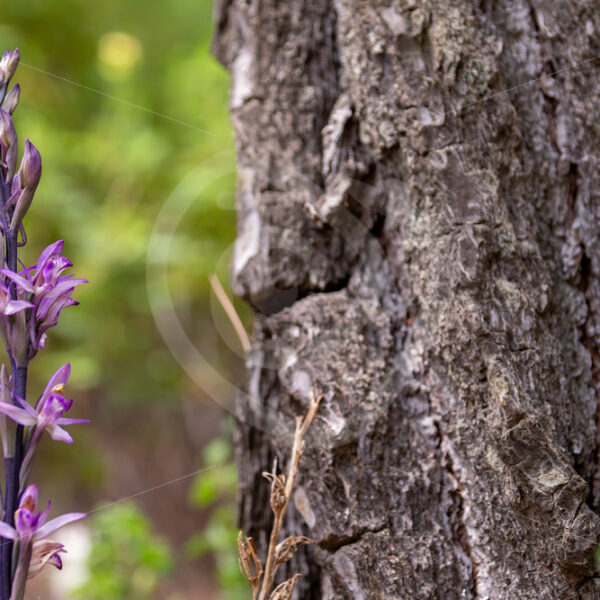 Violet Limodore orchid (Limodorum abortivum), Lesvos, Greece - Nature Stock Photo Agency