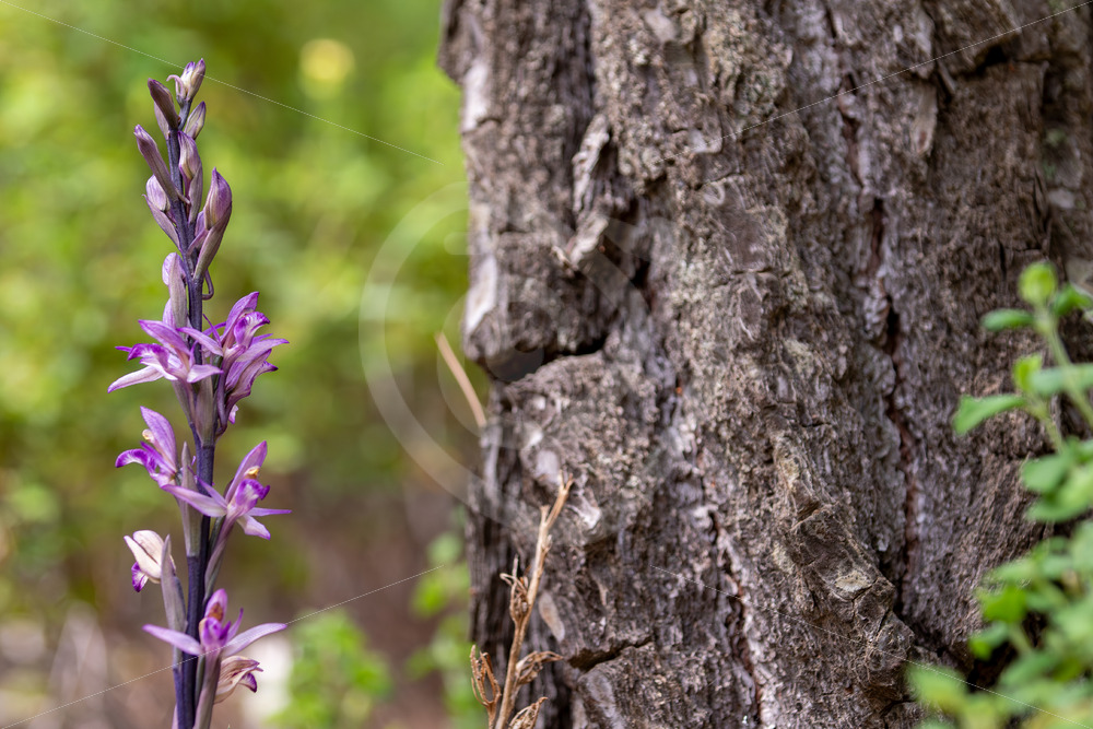 Violet Limodore orchid (Limodorum abortivum), Lesvos, Greece - Nature Stock Photo Agency