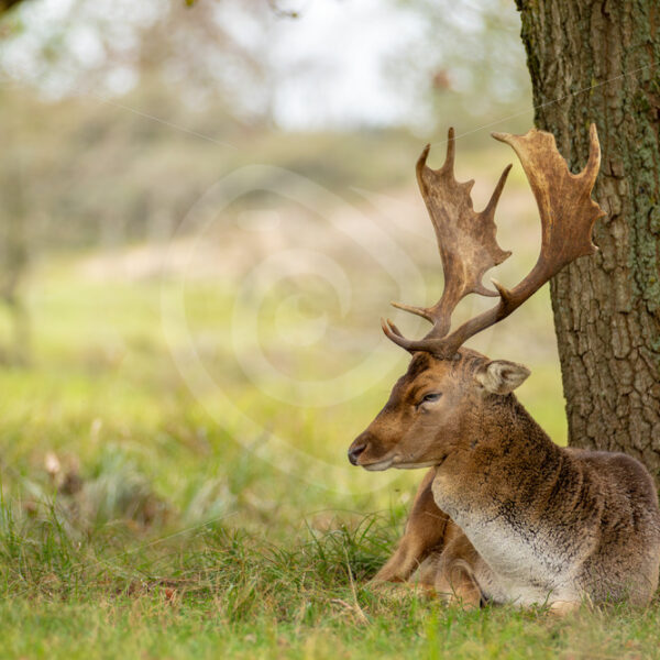 A buck fallow deer (Dama dama) resting under a tree, AWD, The Netherlands - Nature Stock Photo Agency