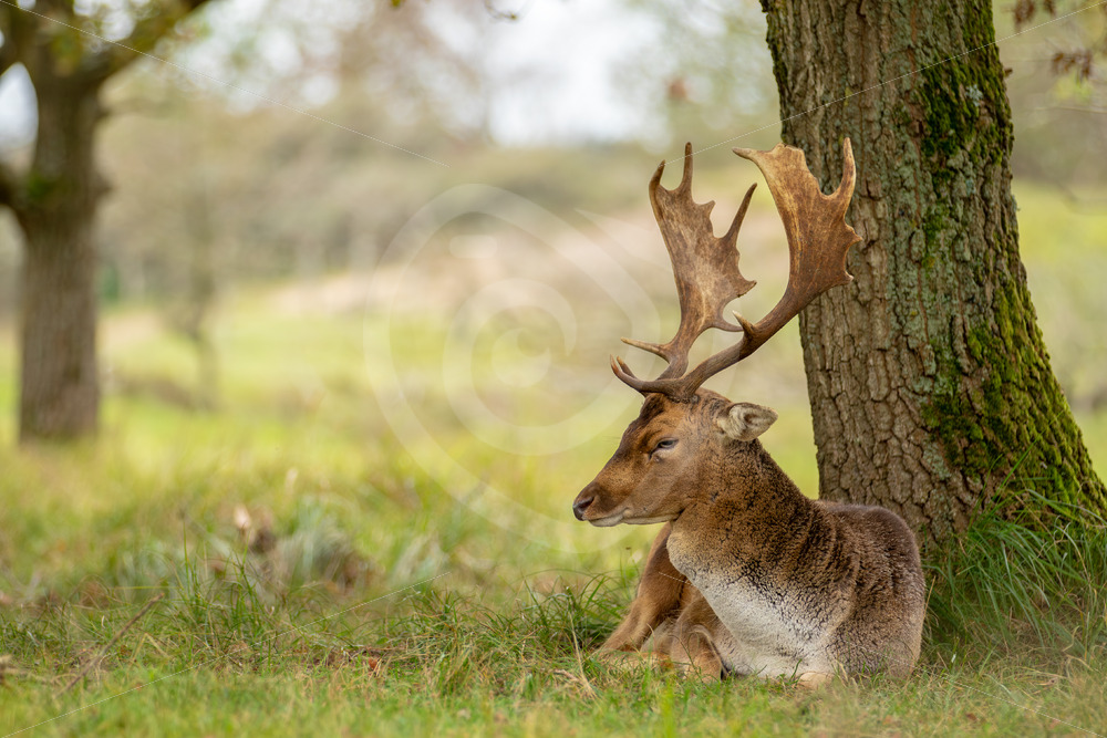 A buck fallow deer (Dama dama) resting under a tree, AWD, The Netherlands - Nature Stock Photo Agency