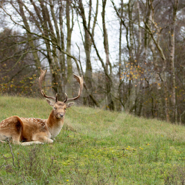 Blonde buck (Fallow deer or Dama dama) resting on the grass, AWD, The Netherlands - Nature Stock Photo Agency