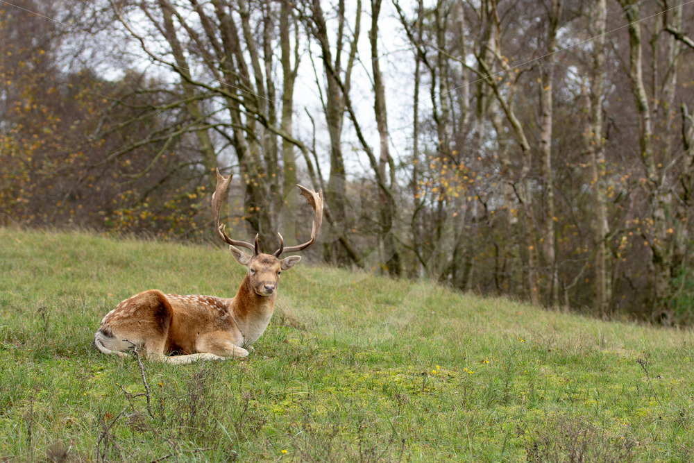 Blonde buck (Fallow deer or Dama dama) resting on the grass, AWD, The Netherlands - Nature Stock Photo Agency