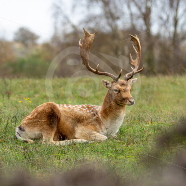 Blonde buck (Fallow deer) resting on the grass, Zandvoort, The Netherlands - Nature Stock Photo Agency
