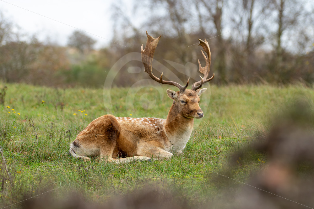 Blonde buck (Fallow deer) resting on the grass, Zandvoort, The Netherlands - Nature Stock Photo Agency