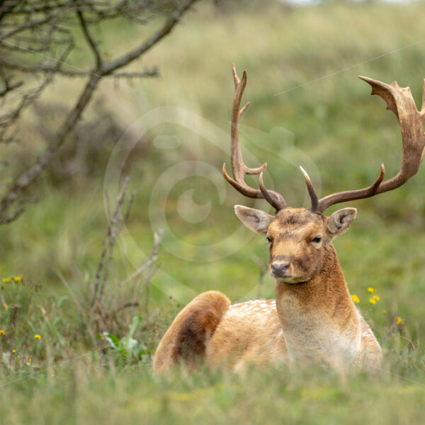 Blonde male fallow deer (Dama Dama) looking around while resting, The Netherlands - Nature Stock Photo Agency