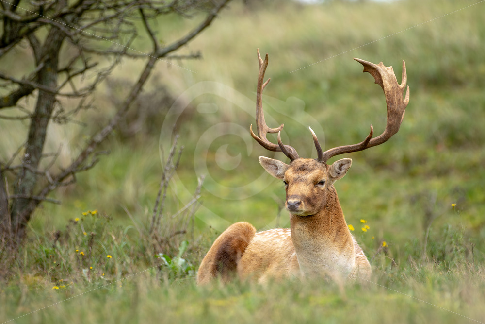 Blonde male fallow deer (Dama Dama) looking around while resting, The Netherlands - Nature Stock Photo Agency