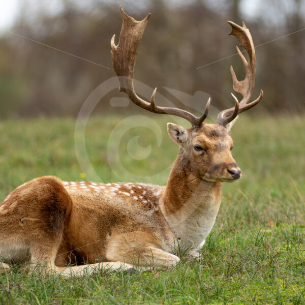 Blonde male fallow deer (Dama dama) relaxing on the grass after some fights, The Netherlands - Nature Stock Photo Agency