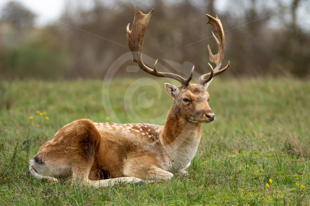 Blonde male fallow deer (Dama dama) relaxing on the grass after some fights, The Netherlands - Nature Stock Photo Agency