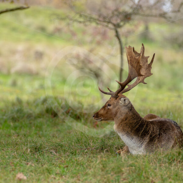 Buck fallow deere (Dama dama) relaxing after some fights, AWD, The Netherlands - Nature Stock Photo Agency