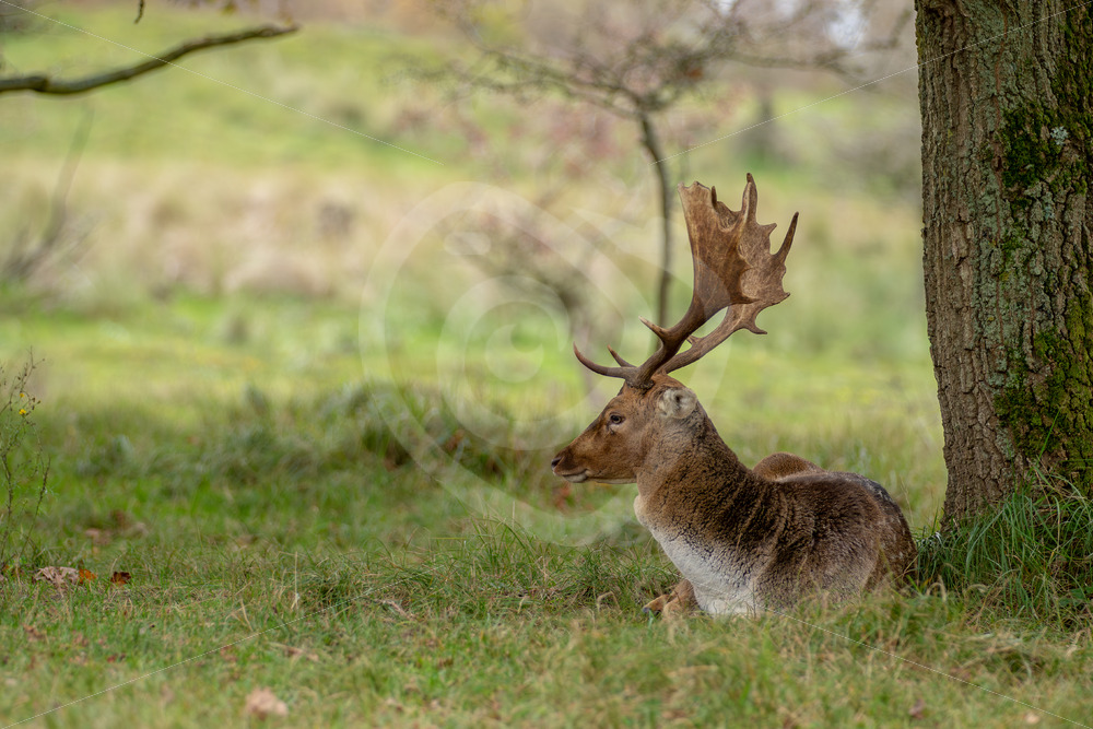 Buck fallow deere (Dama dama) relaxing after some fights, AWD, The Netherlands - Nature Stock Photo Agency