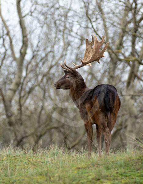 Dark buck fallow deer on top of the hill in The AWD, Zandvoort, The Netherlands - Nature Stock Photo Agency