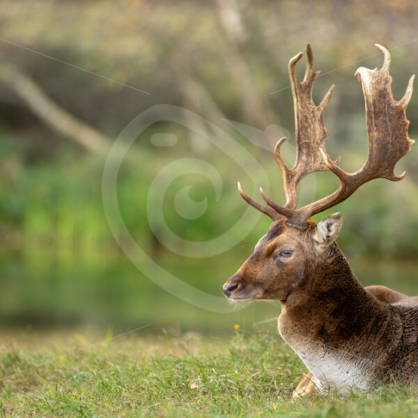 Dark  fallow deer (Dama dama) relaxing under a tree, AWD, The Netherlands - Nature Stock Photo Agency