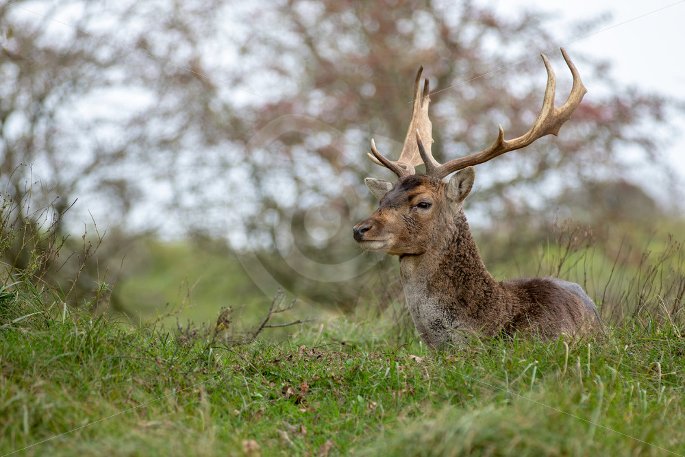 Dark fallow deer resting in the field, Zandvoort, The Netherlands - Nature Stock Photo Agency