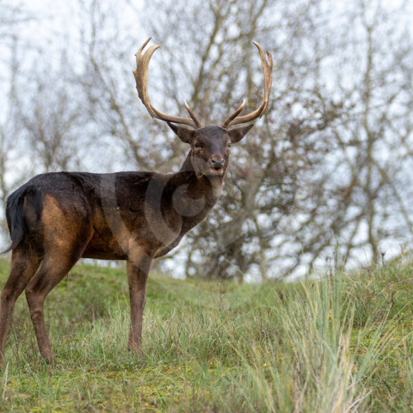 Dark male fallow deer (Dama Dama) on the hill, The Netherlands - Nature Stock Photo Agency