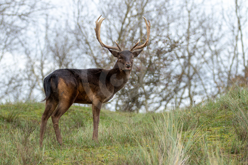 Dark male fallow deer (Dama Dama) on the hill, The Netherlands - Nature Stock Photo Agency